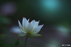 光を求めて