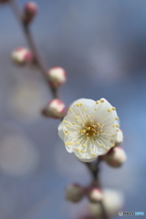 咲き始め