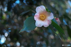 控えめだけど...