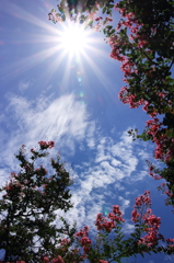 盛夏を飾る