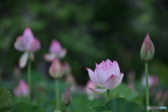 ハス池にて...