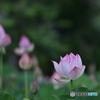 ハス池にて...