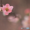 新春