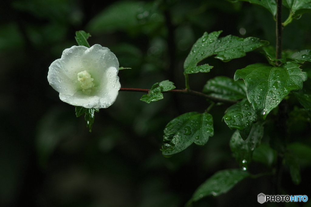 雨に濡れて