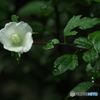 雨に濡れて