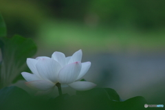 清らかに