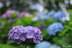 初夏の彩り