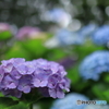 初夏の彩り