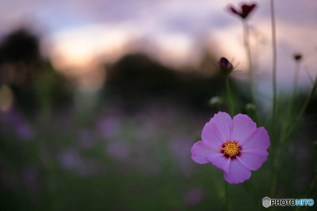 秋の夕暮れ