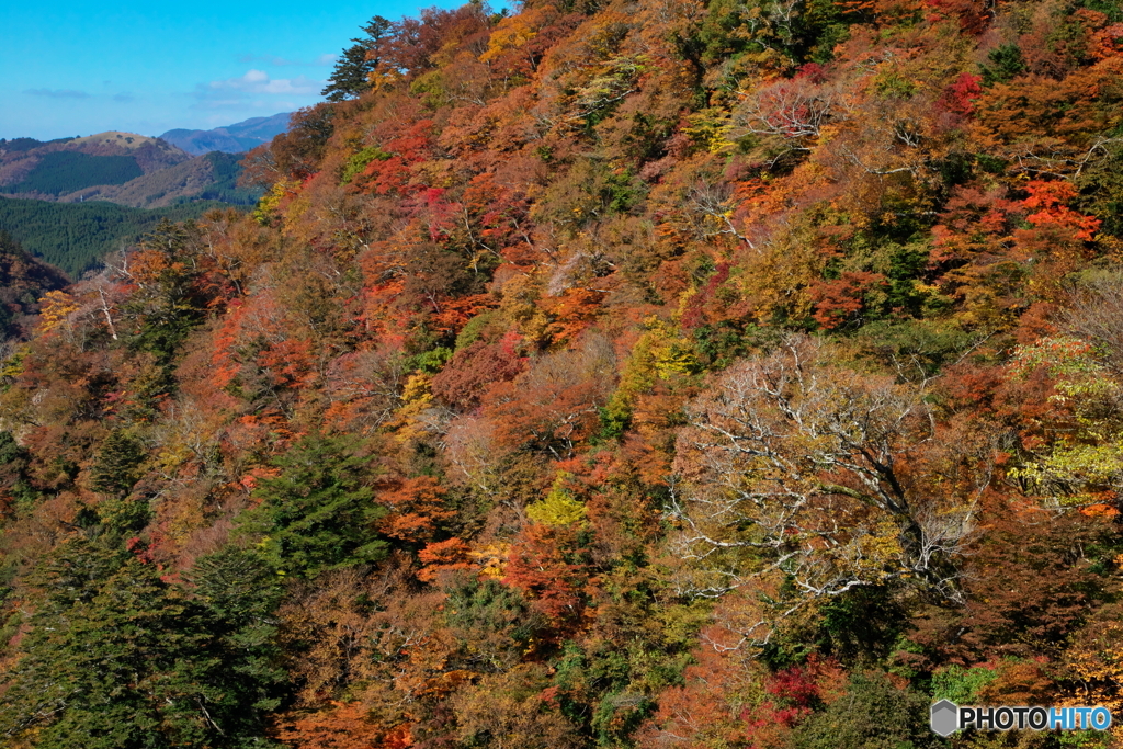 揺れる橋からの眺望