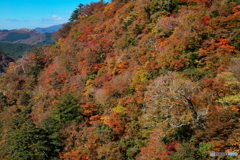 揺れる橋からの眺望