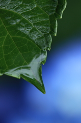 雨上がりに