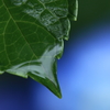 雨上がりに