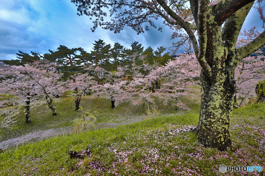 桜幹
