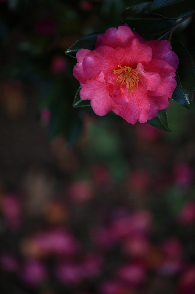 残り花