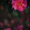 残り花