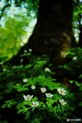 森に咲く白い花