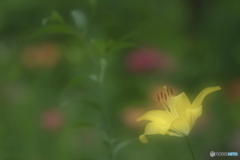 夏の香り