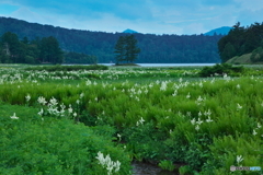 湿原には白い花が...