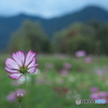 山を望んで
