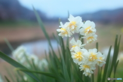 川辺に咲く