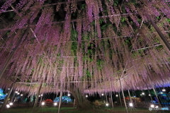 匂い漂う夜の庭園