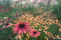 暑さに耐えて...