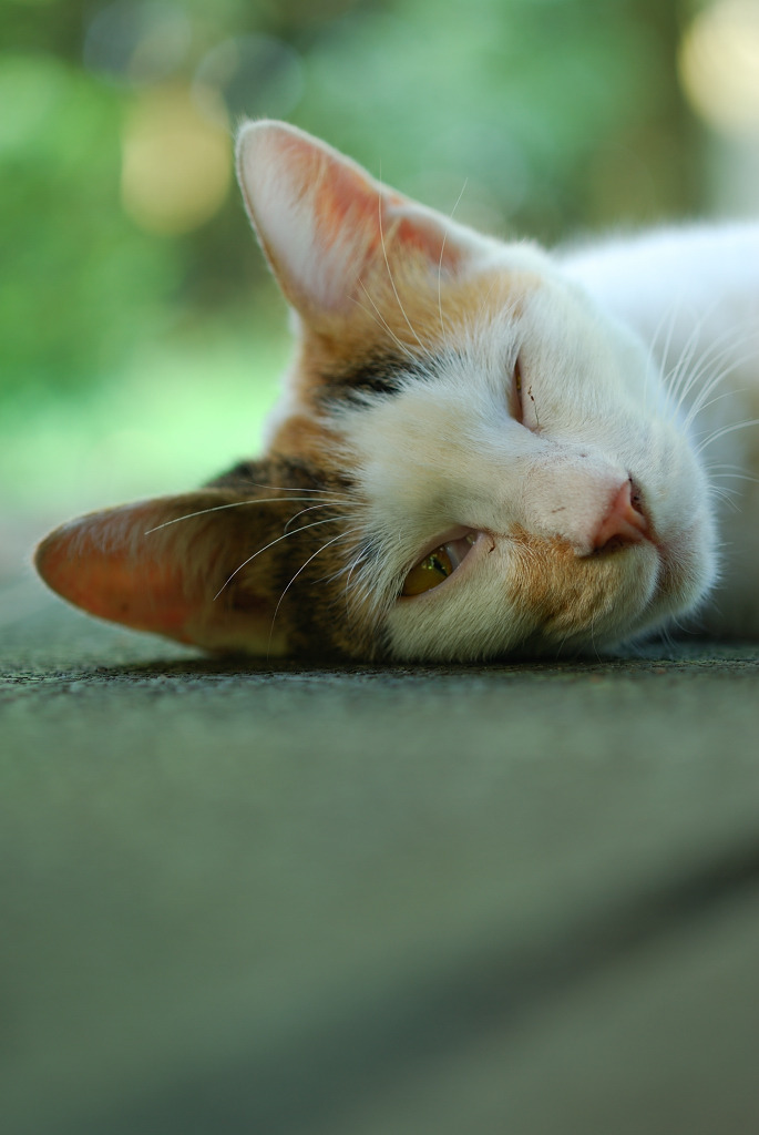 眠いけど眠れない