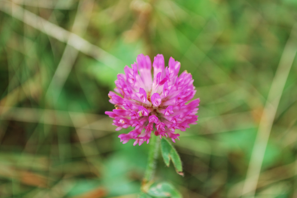 RED CLOVER