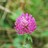 RED CLOVER