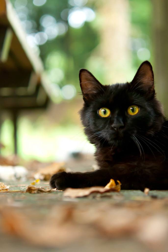 BLACK CAT