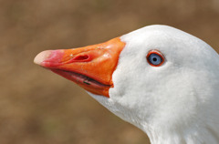 Aflac