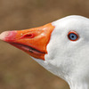 Aflac