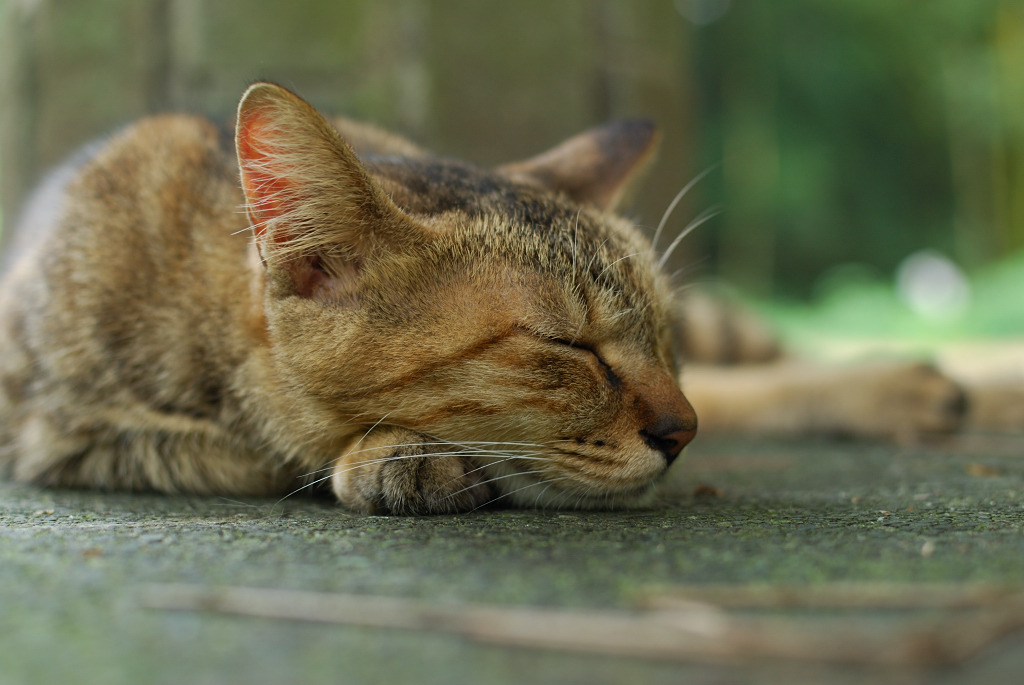 雉虎は眠る