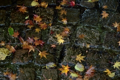 Autumn getting wet