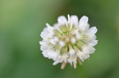 clover