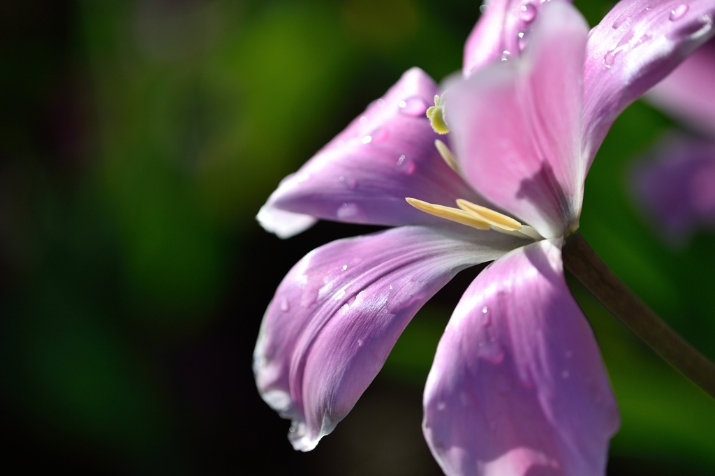 Flowering