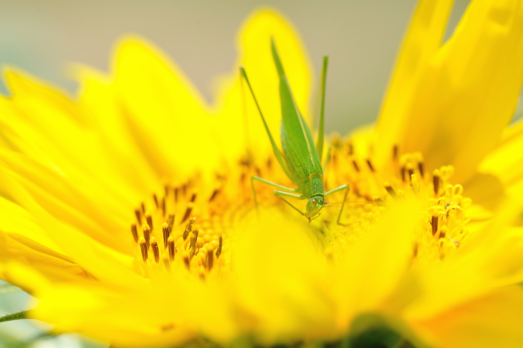 花と生き物