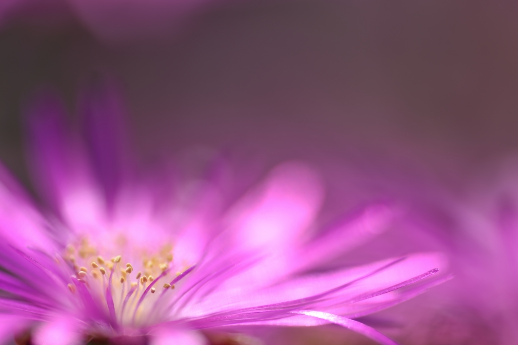 Heart wide affection 