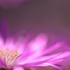 Heart wide affection 