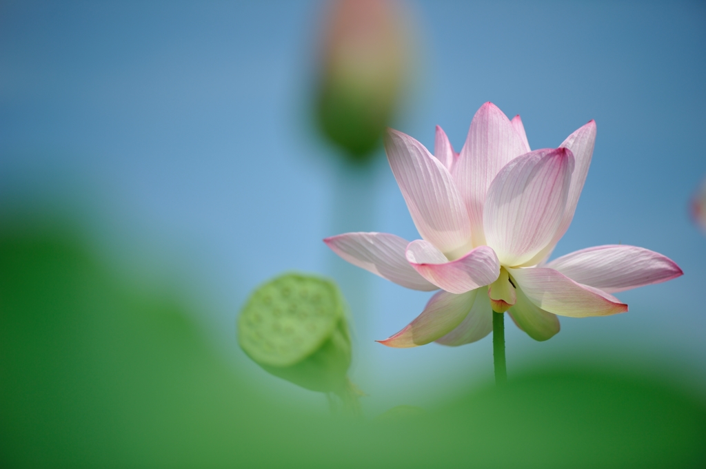 LotusⅢ