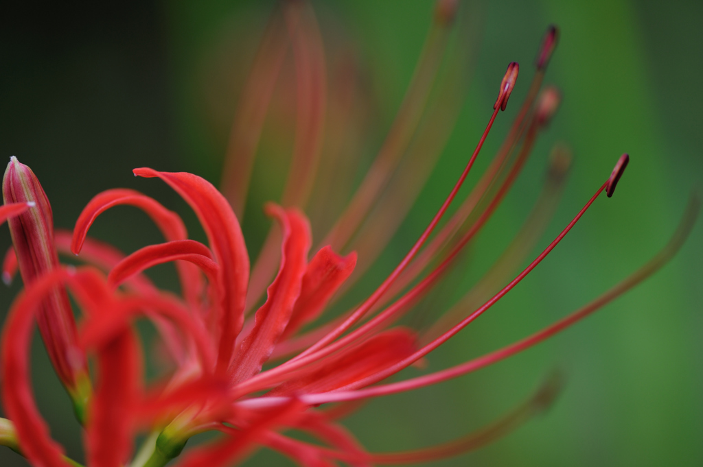 秋花