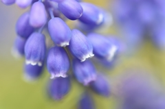 Grape hyacinth