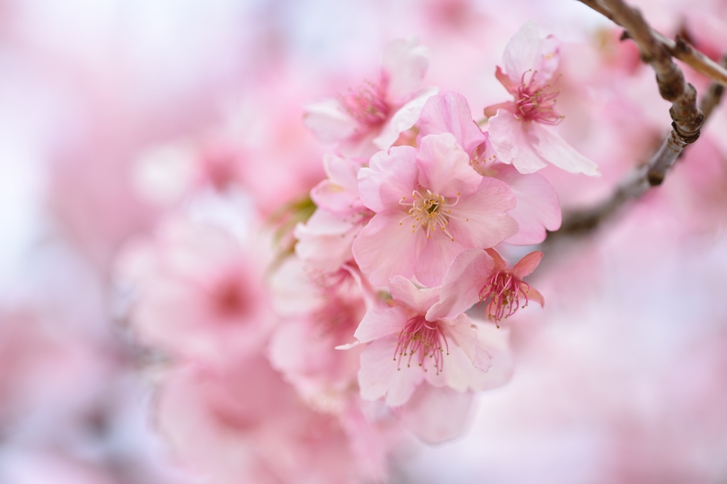 Early flowering