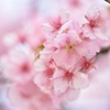 Early flowering