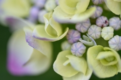 Hydrangea