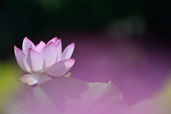sacred