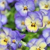 Viola