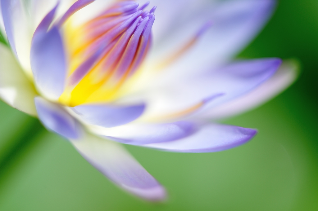 Nymphaea caerulea