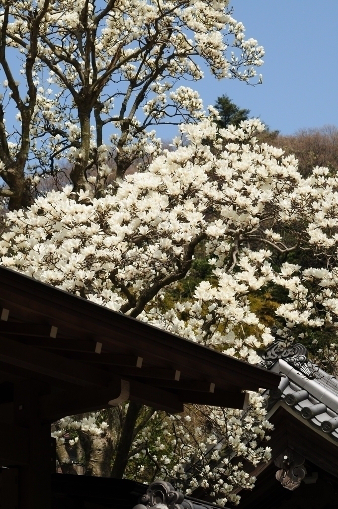 白木蓮